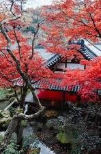 国产麻豆91精品免费观看-的灰色地带，麻豆91与免费观看的背后